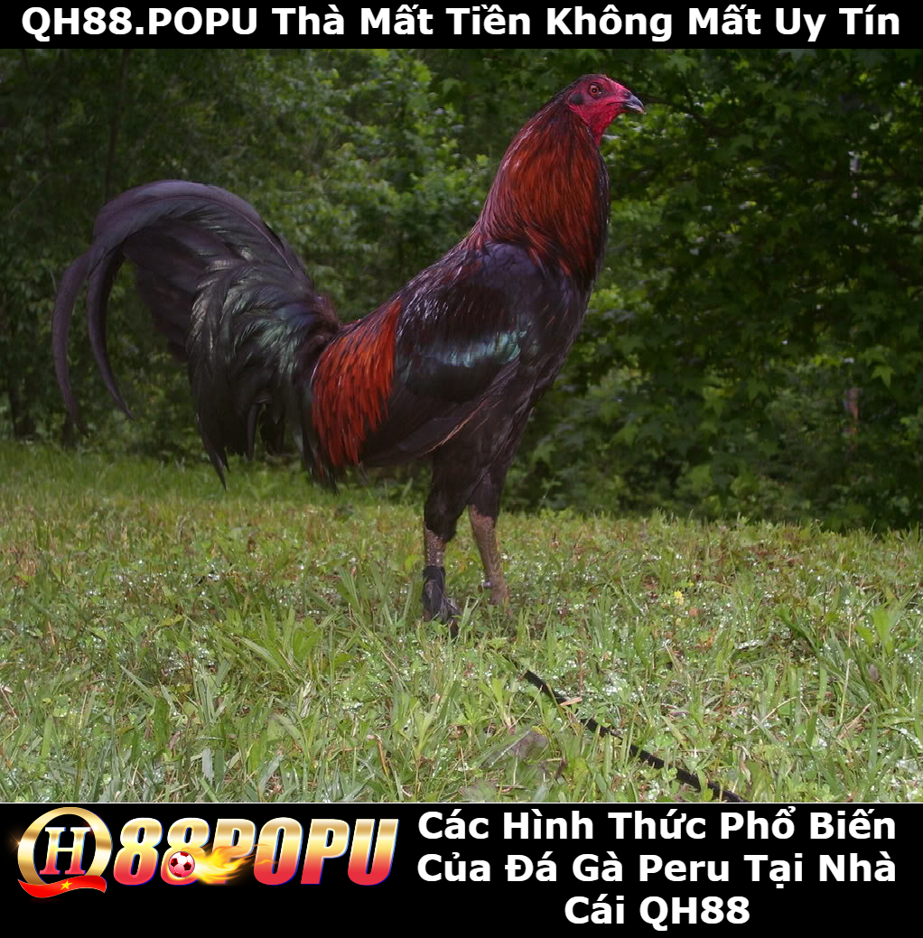 cac-hinh-thuc-da-ga-pho-bien-da-ga-peru tai-qh88
