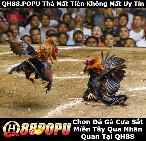 chon-da-ga-cua-sat-mien-tay-qua-nhan-quan-tai-qh88