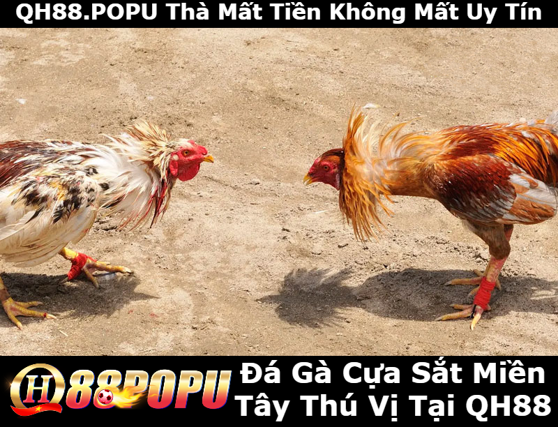 da-ga-cua-sat-mien-tay-tai-qh88