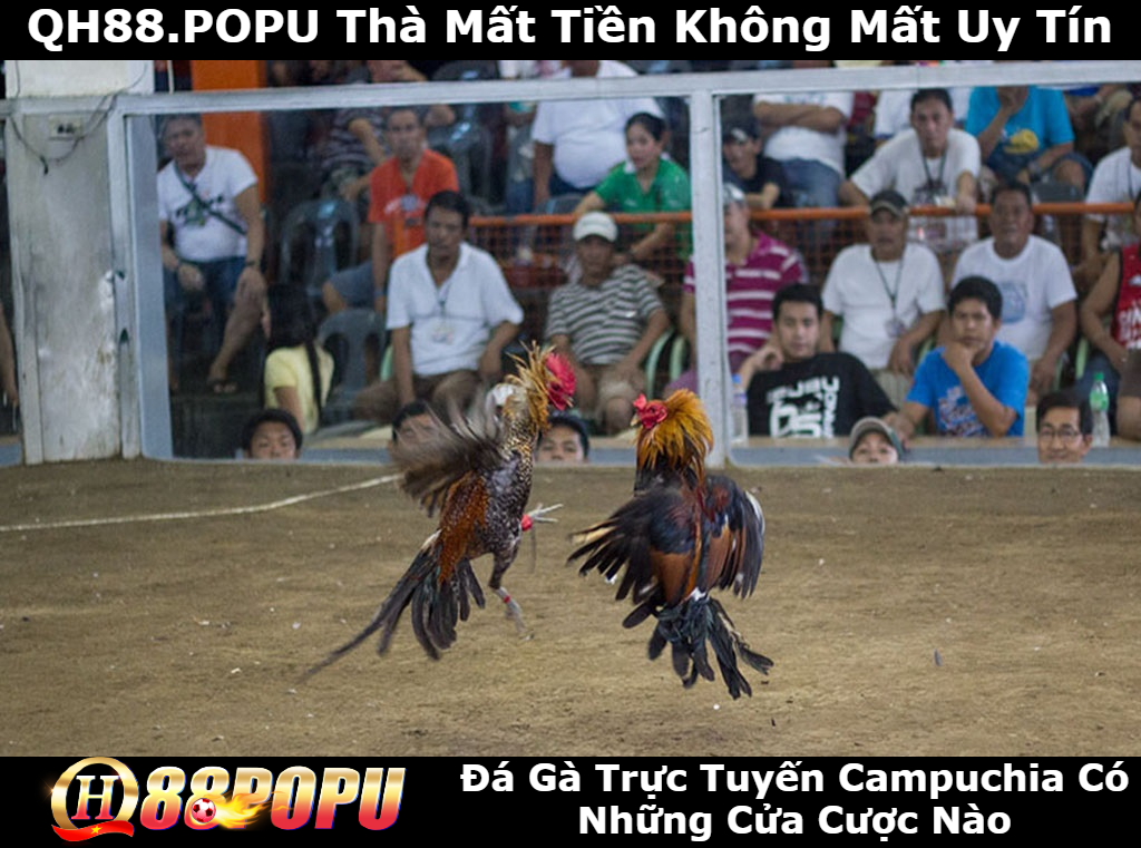 da-ga-truc-tuyen-campuchia-co-nhung-cua-cuoc-nao