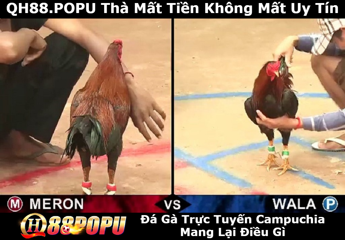 da-ga-truc-tuyen-campuchia-mang-lai-dieu-gi