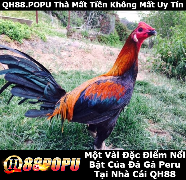 vai-dac-diem-noi-bat-ve-da-ga-peru-tai-qh88