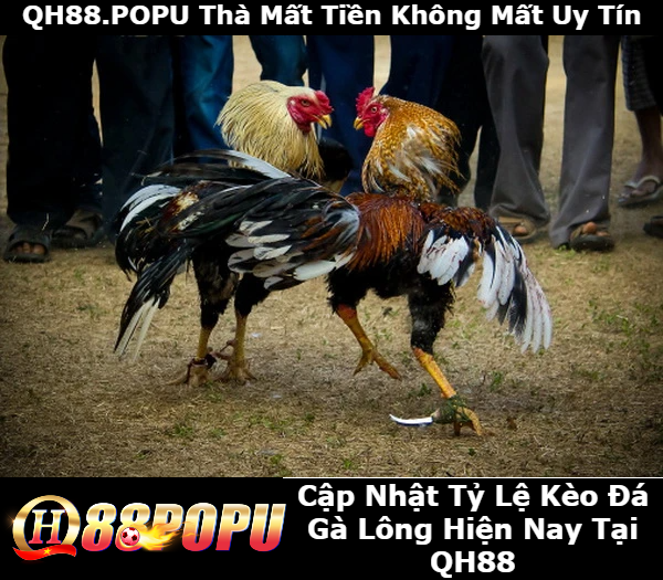 cap-nhat-ty-le-keo-da-ga-long-hien-nay-tai-qh88