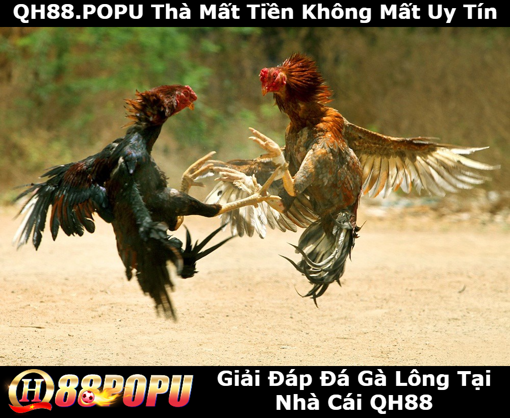 giai-dap-da-ga-long-tai-qh88