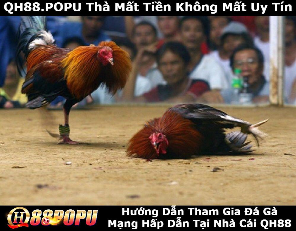 huong-dan-tham-gia-da-ga-mang-tai-qh88