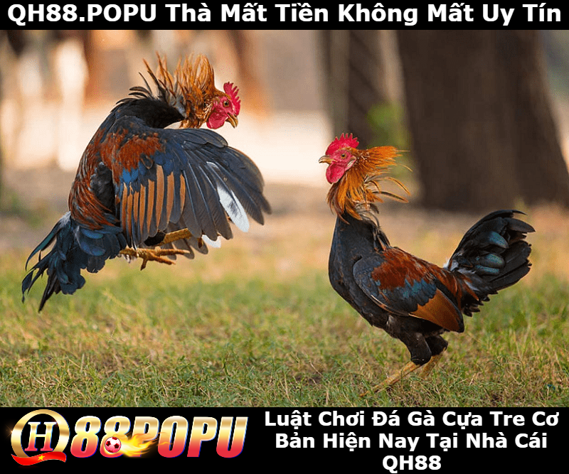 luat-choi-da-ga-cua-tre-co-ban-hien-nay-tai-qh88