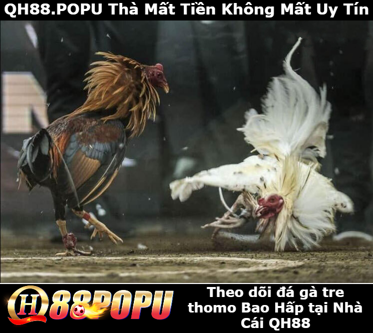 theo-doi-da-ga-tre-thomo-tai-qh88