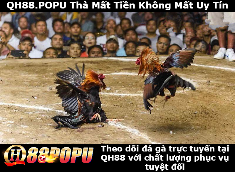 theo-doi-da-ga-truc-tuyen-chat-luong-cao-tai-qh88
